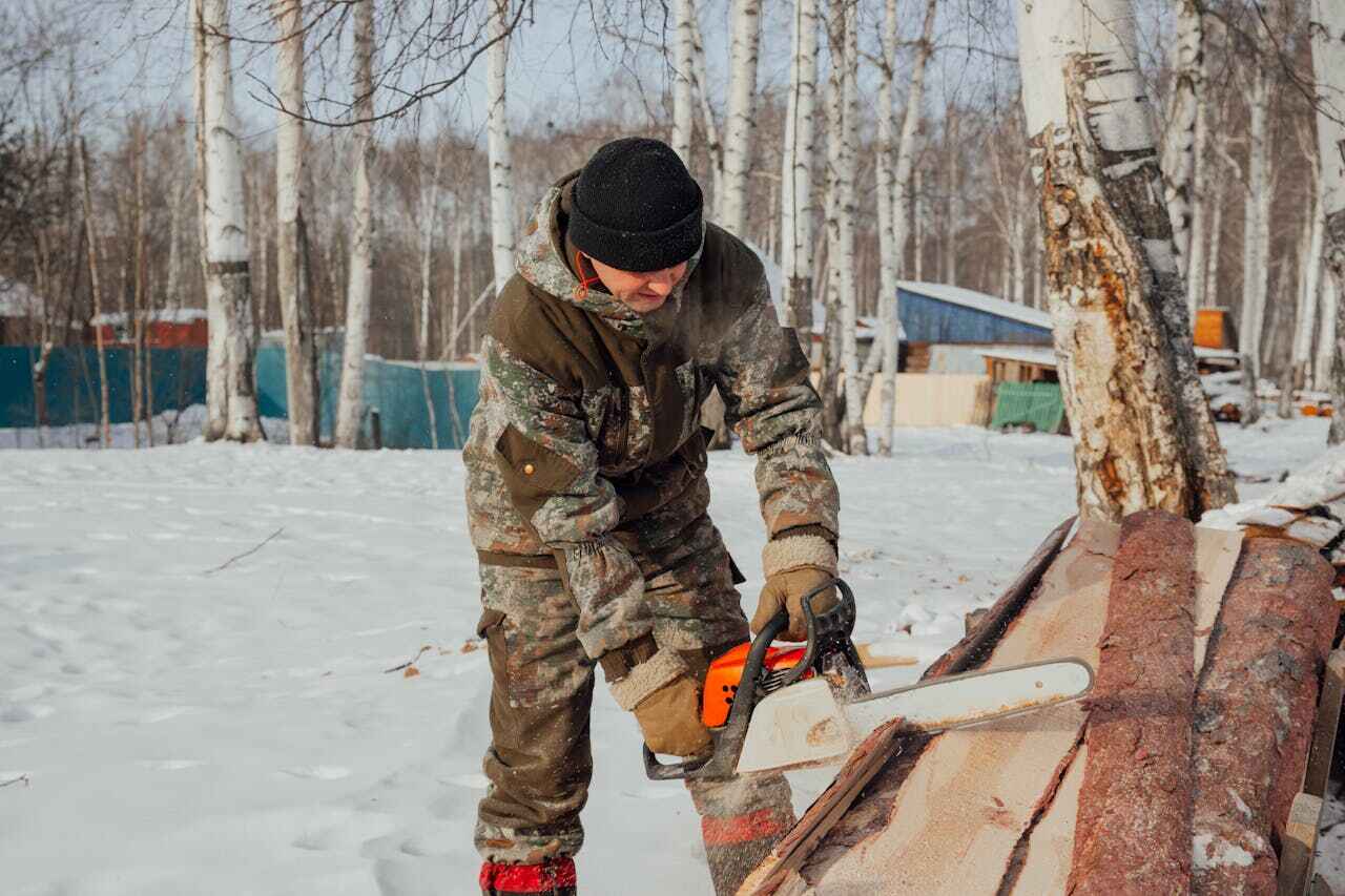 Palm Tree Trimming in Smithville, MO